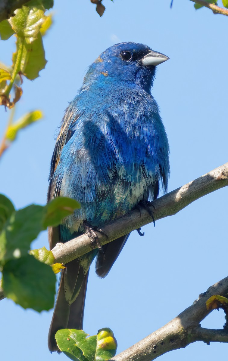 Indigo Bunting - ML620731184