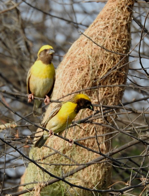 Baya Weaver - ML620731185