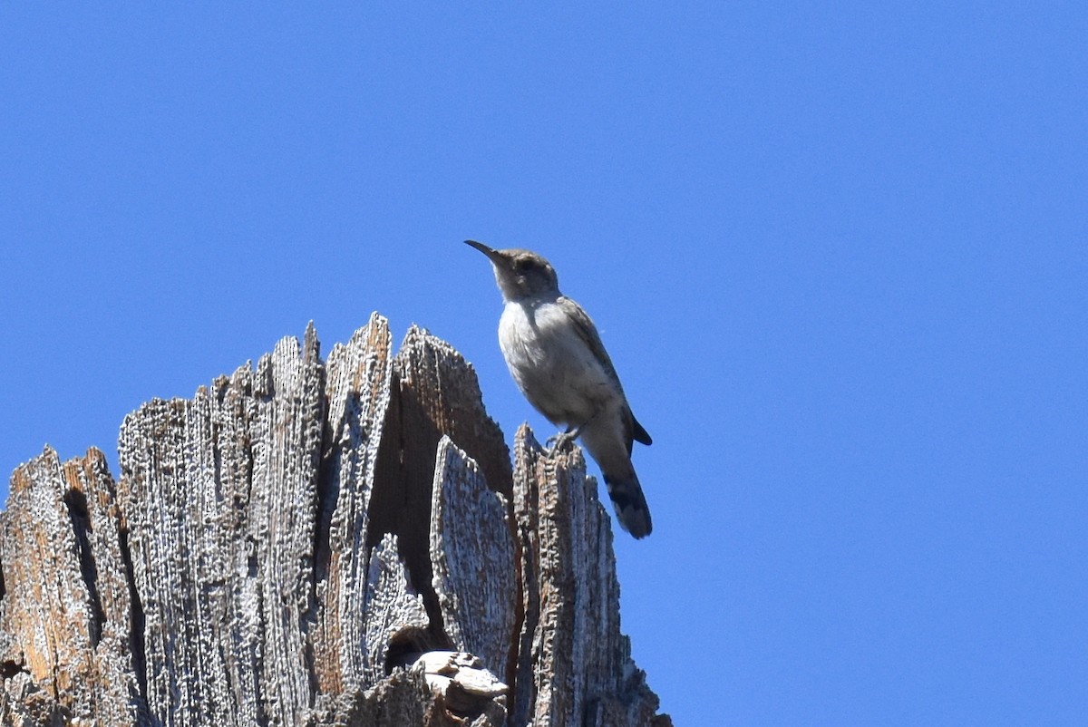 Rock Wren - ML620731186