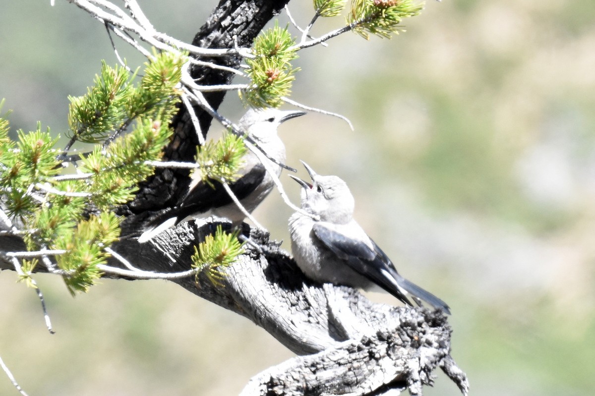 Clark's Nutcracker - ML620731191