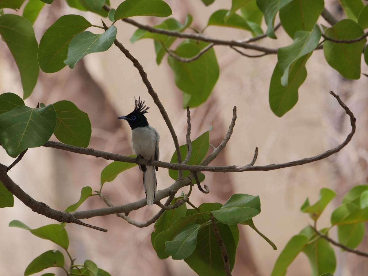 Indian Paradise-Flycatcher - ML620731192
