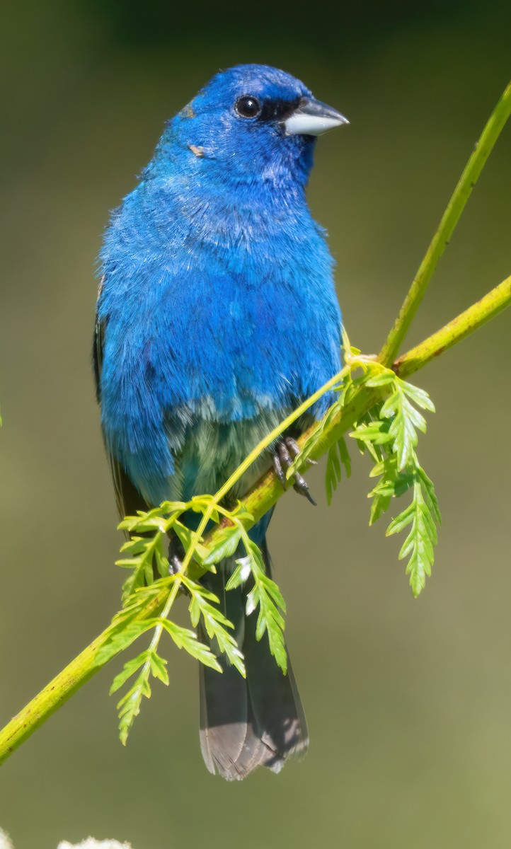 Indigo Bunting - ML620731194