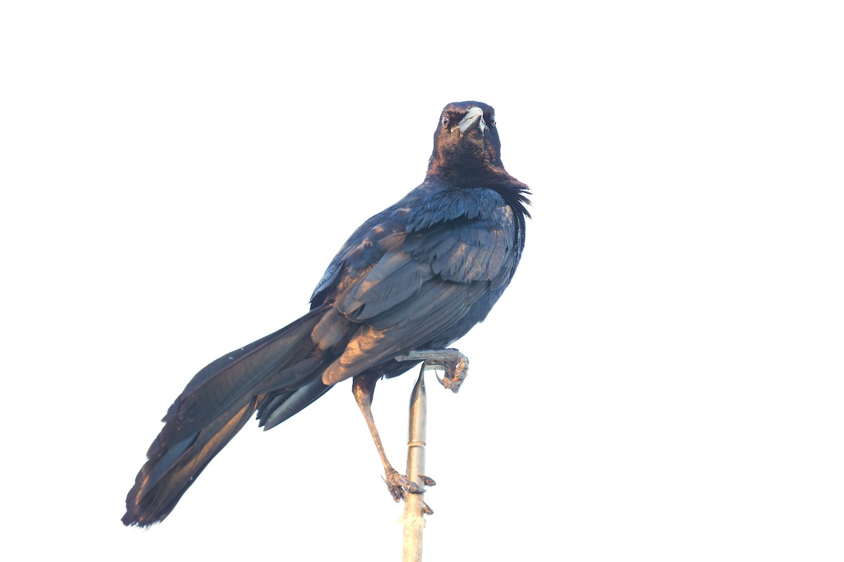 Boat-tailed Grackle - ML620731196