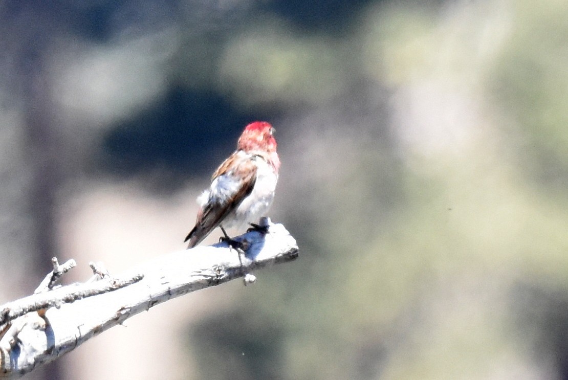 Cassin's Finch - ML620731197