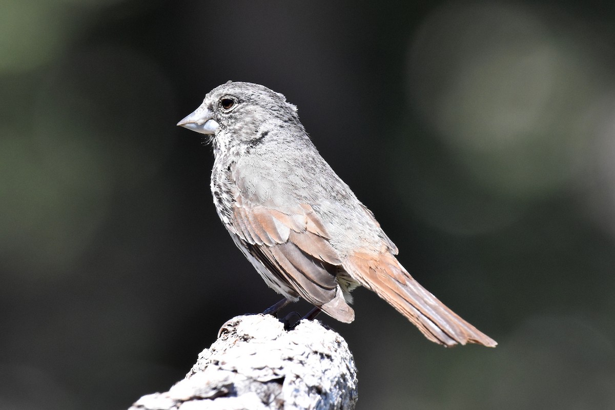 Fox Sparrow (Thick-billed) - ML620731204