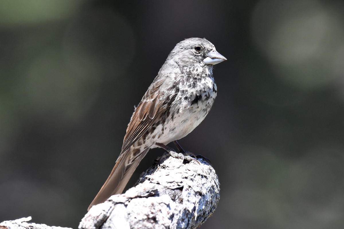 Fox Sparrow (Thick-billed) - ML620731205