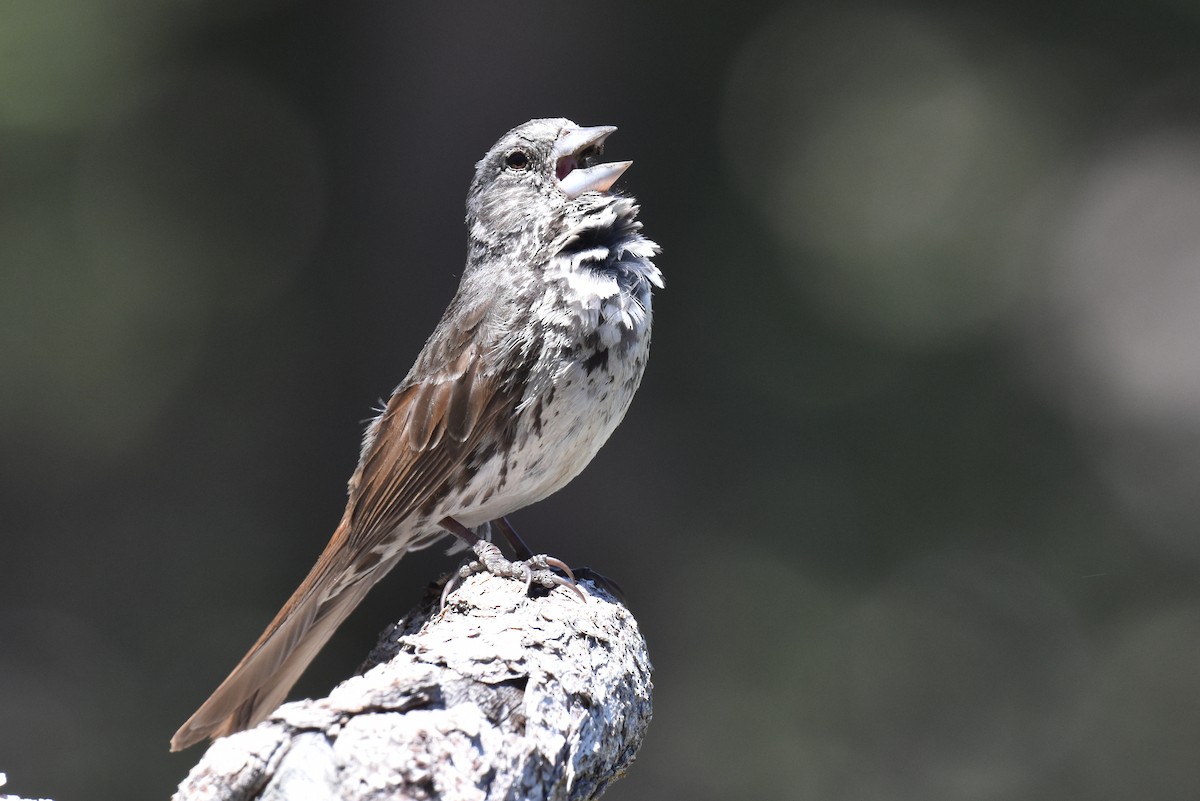 Fox Sparrow (Thick-billed) - ML620731206