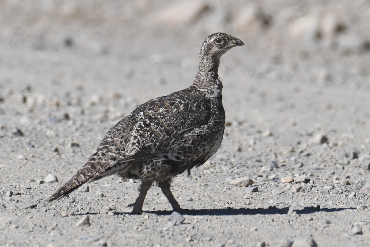 Greater Sage-Grouse - ML620731207