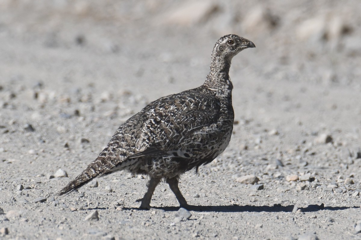 Greater Sage-Grouse - ML620731208