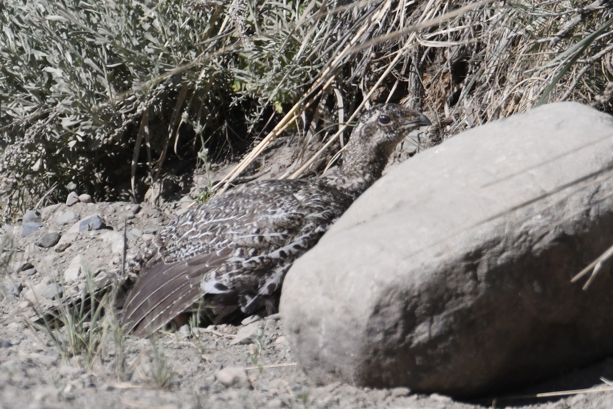 Greater Sage-Grouse - ML620731209