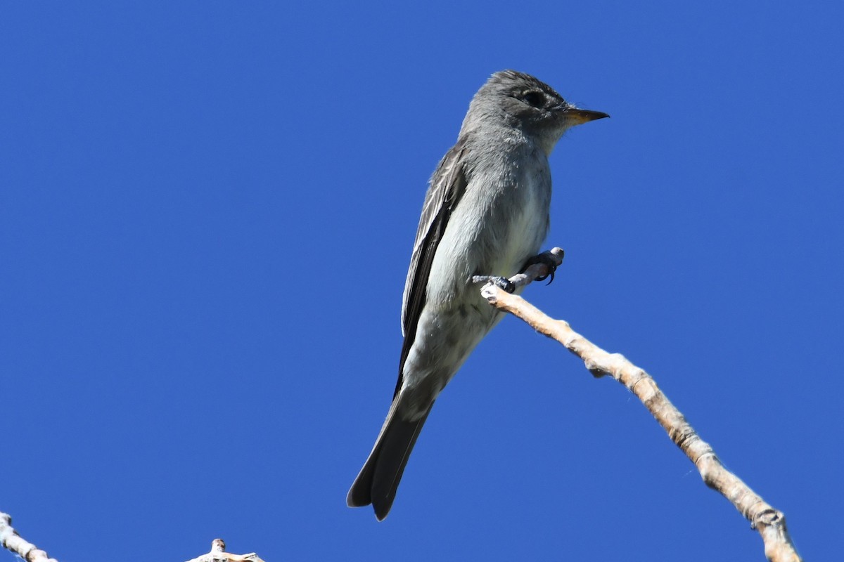 Western Wood-Pewee - Colin Dillingham