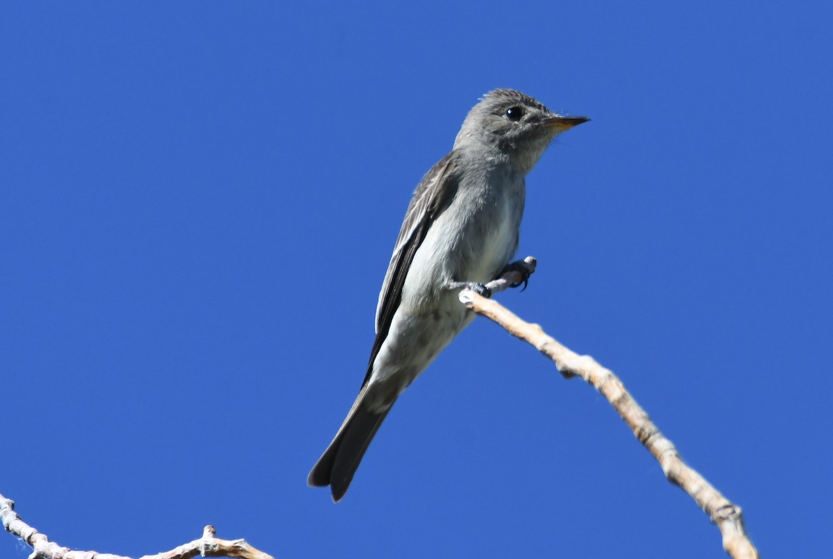 Western Wood-Pewee - ML620731211