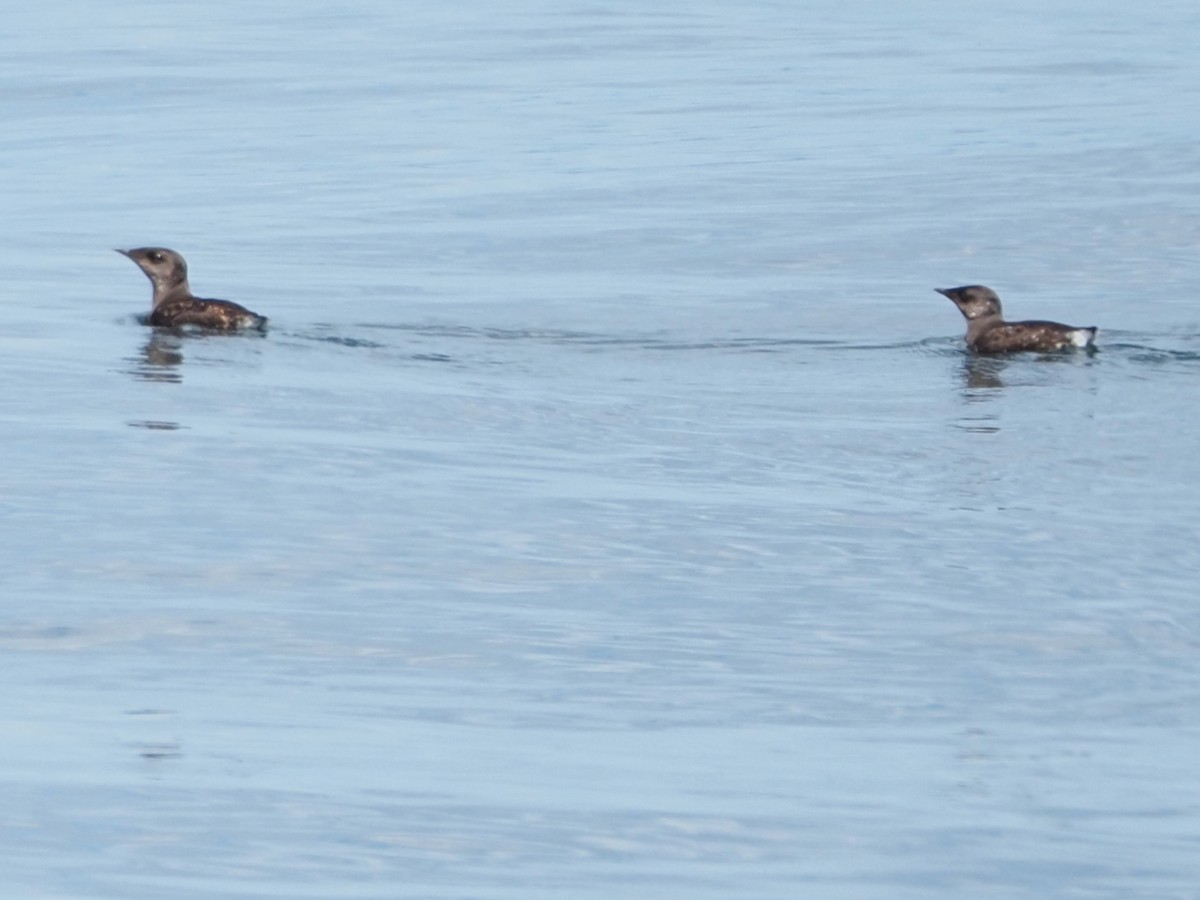 Marbled Murrelet - ML620731214