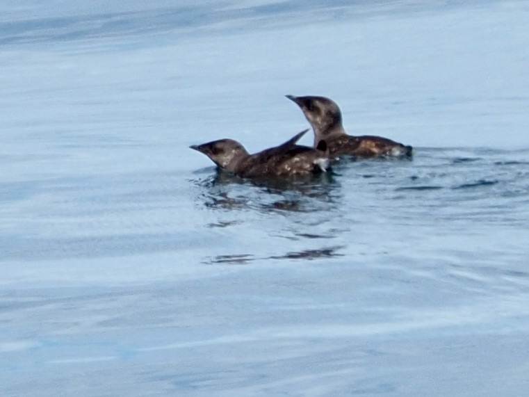 Marbled Murrelet - ML620731215