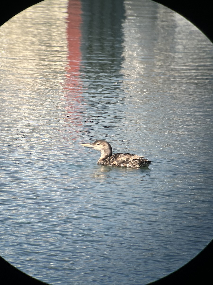 Yellow-billed Loon - ML620731218