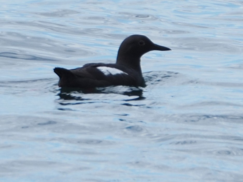 Pigeon Guillemot - ML620731220