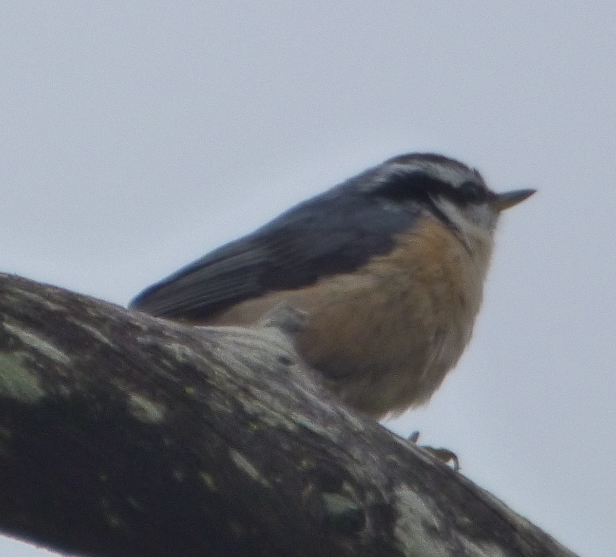 Red-breasted Nuthatch - Hazem Alkhan