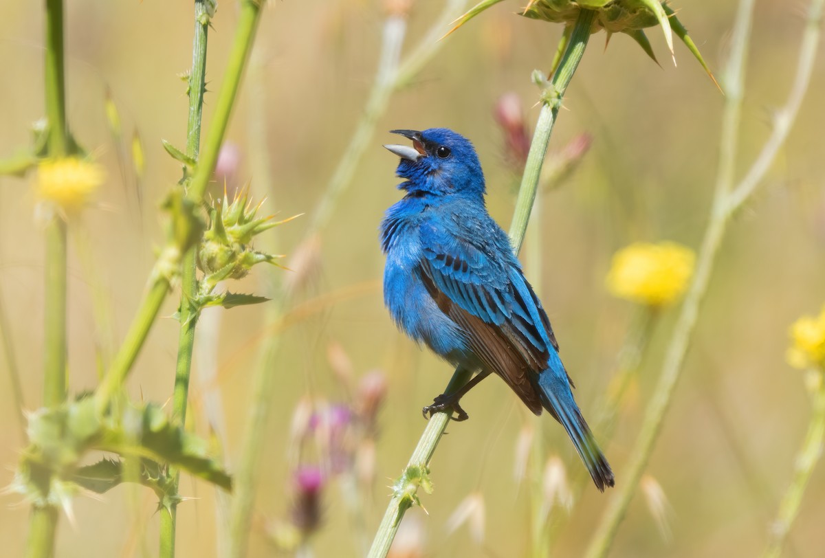 Indigo Bunting - ML620731223