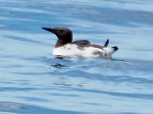 Common Murre - ML620731224