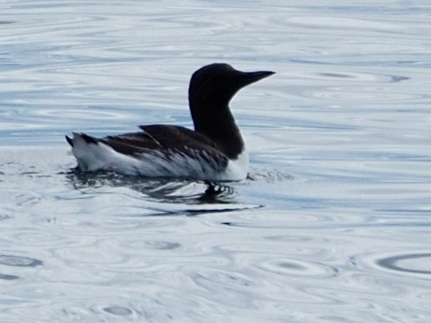 Common Murre - Wendy Feltham