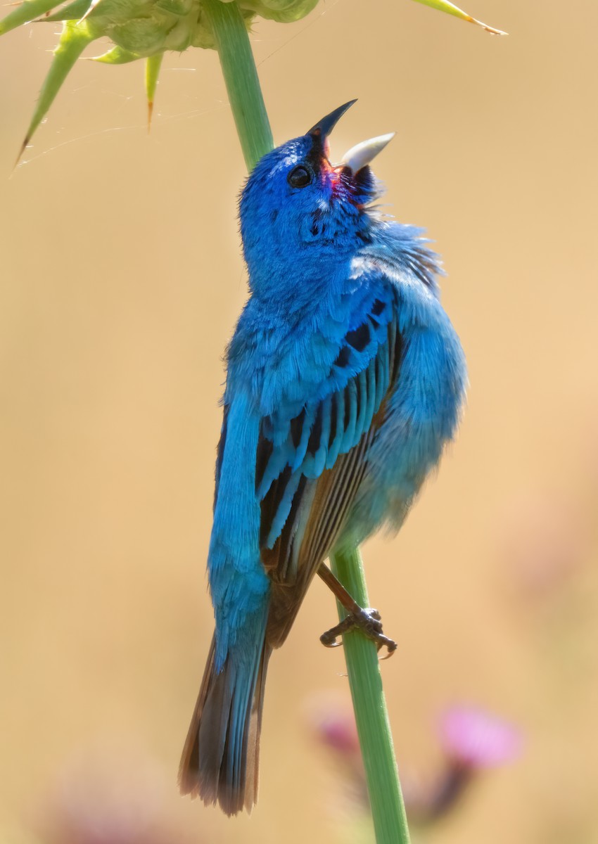 Indigo Bunting - Mark Chappell