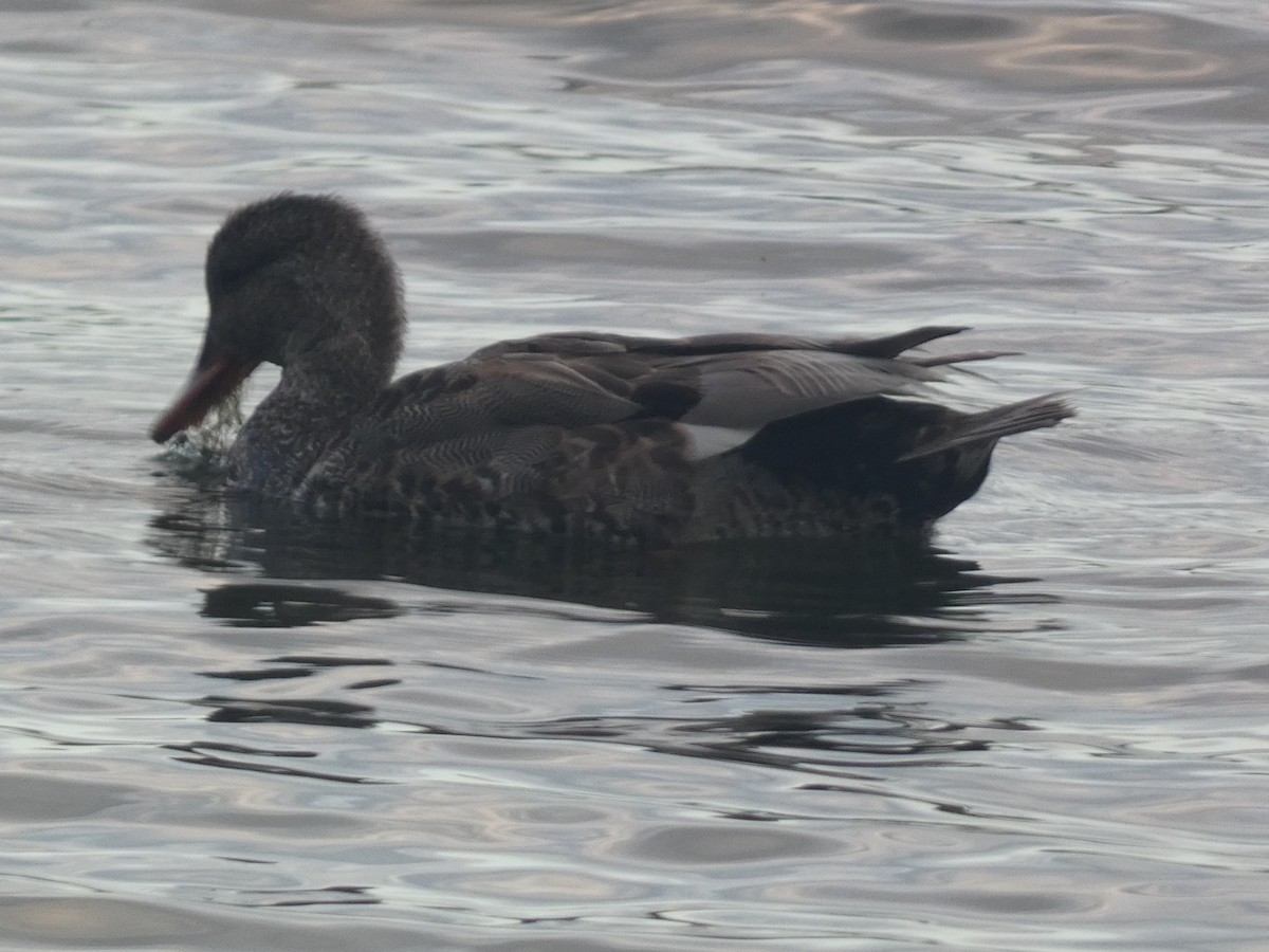 Gadwall - ML620731230