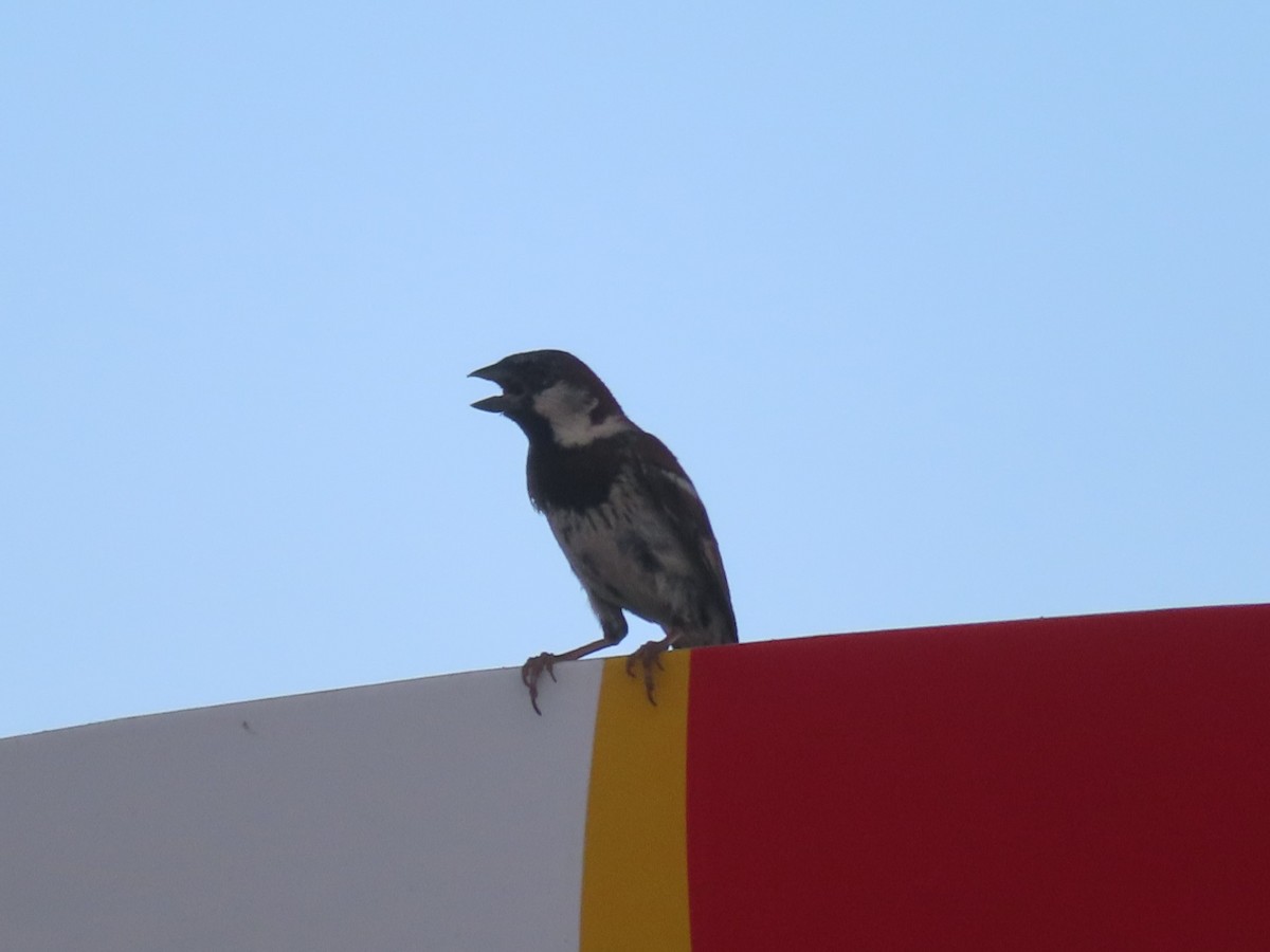 House Sparrow - ML620731231