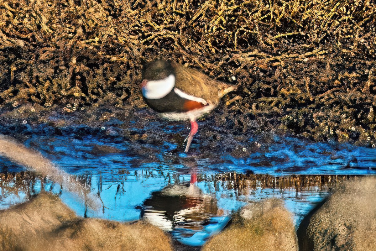 Red-kneed Dotterel - ML620731235