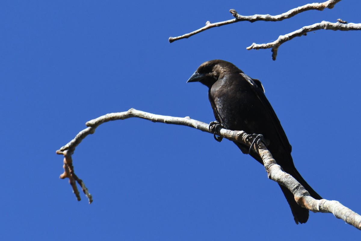 Brown-headed Cowbird - ML620731237