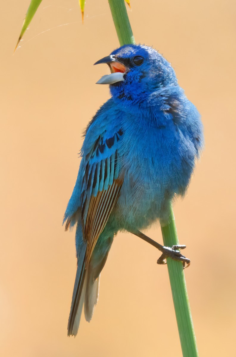 Indigo Bunting - ML620731240