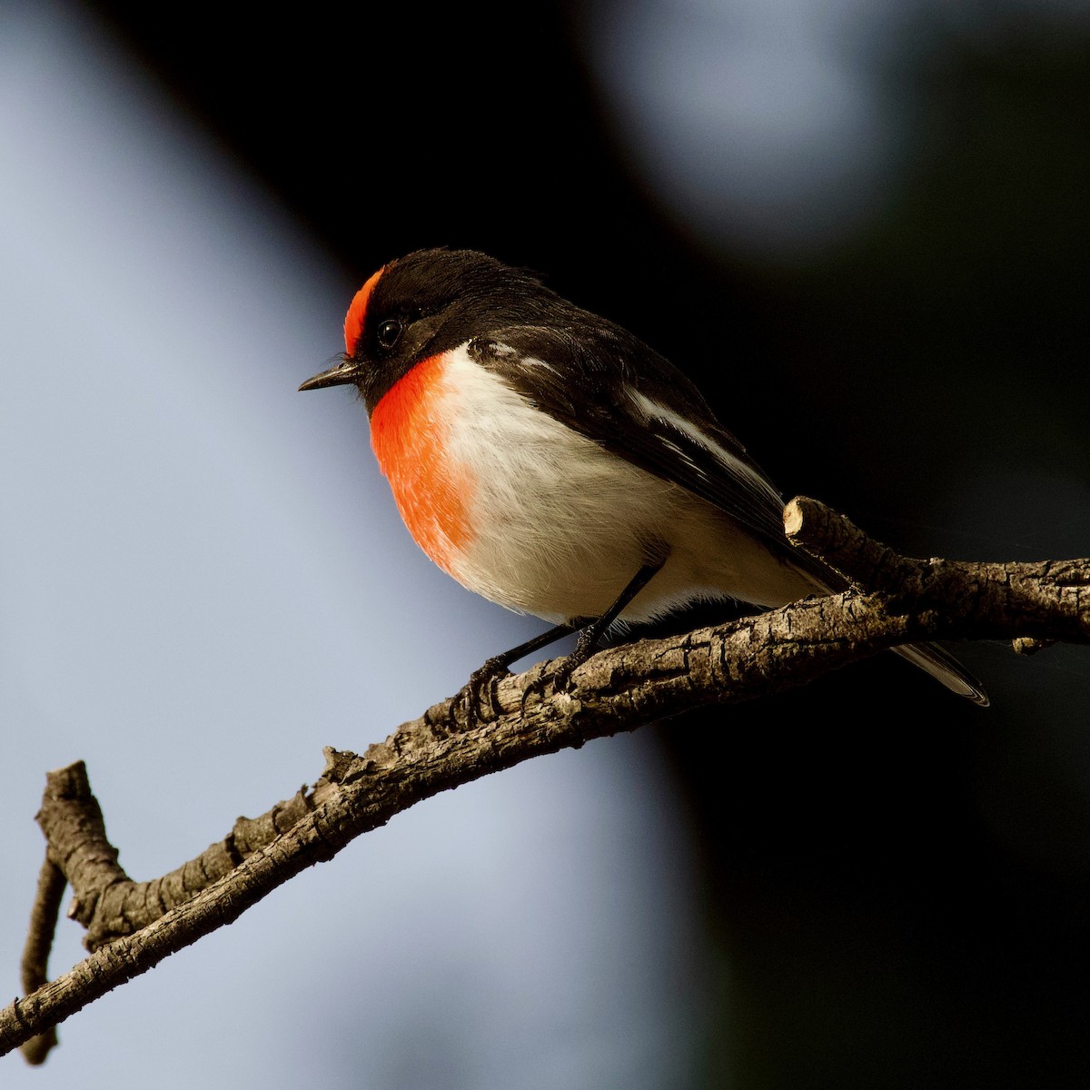 Red-capped Robin - ML620731243