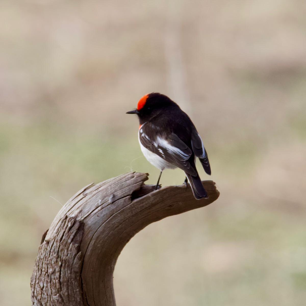 Red-capped Robin - David Boyle