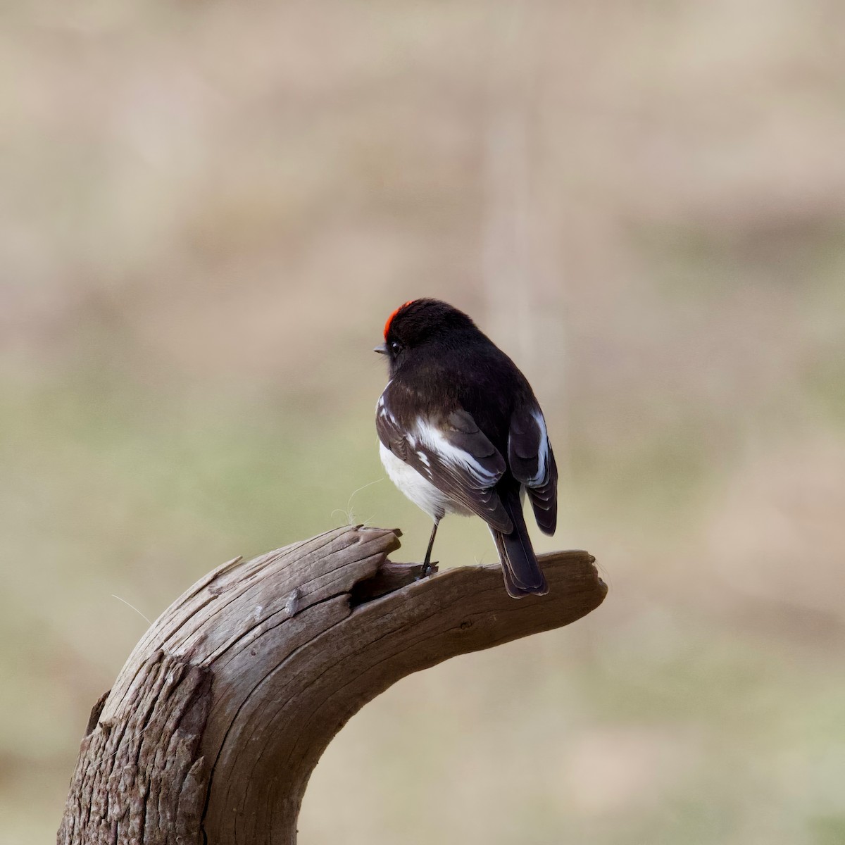 Red-capped Robin - ML620731245