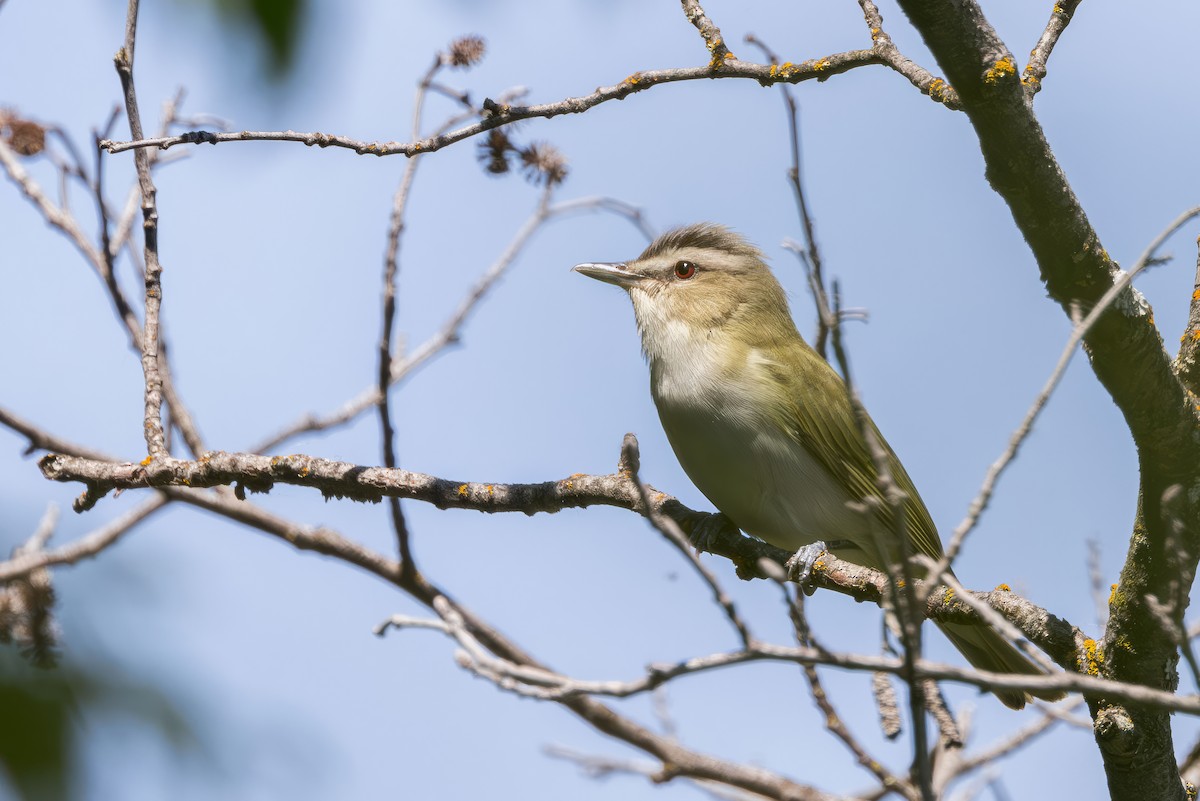 Kızıl Gözlü Vireo - ML620731247