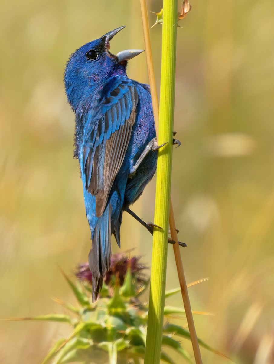 Indigo Bunting - ML620731248