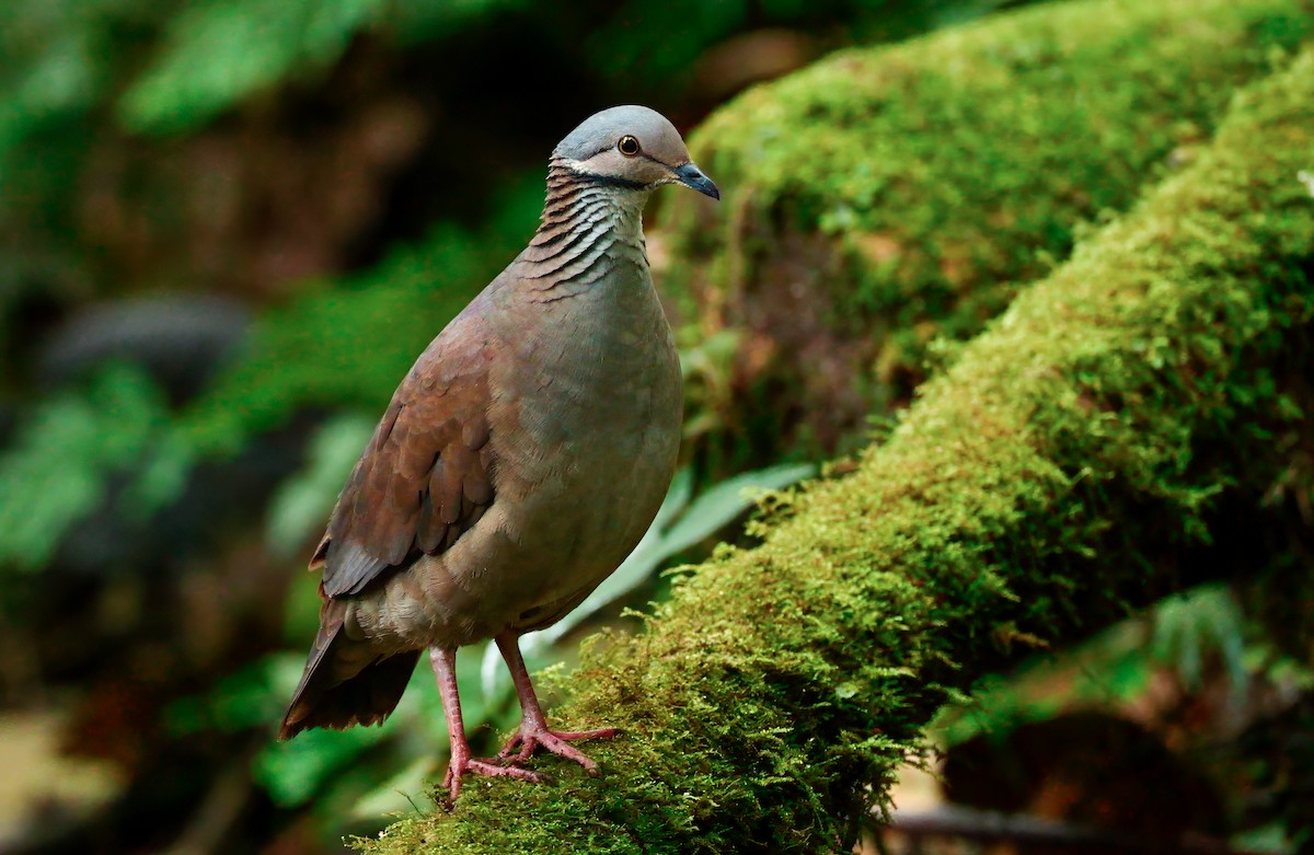 White-throated Quail-Dove - ML620731251