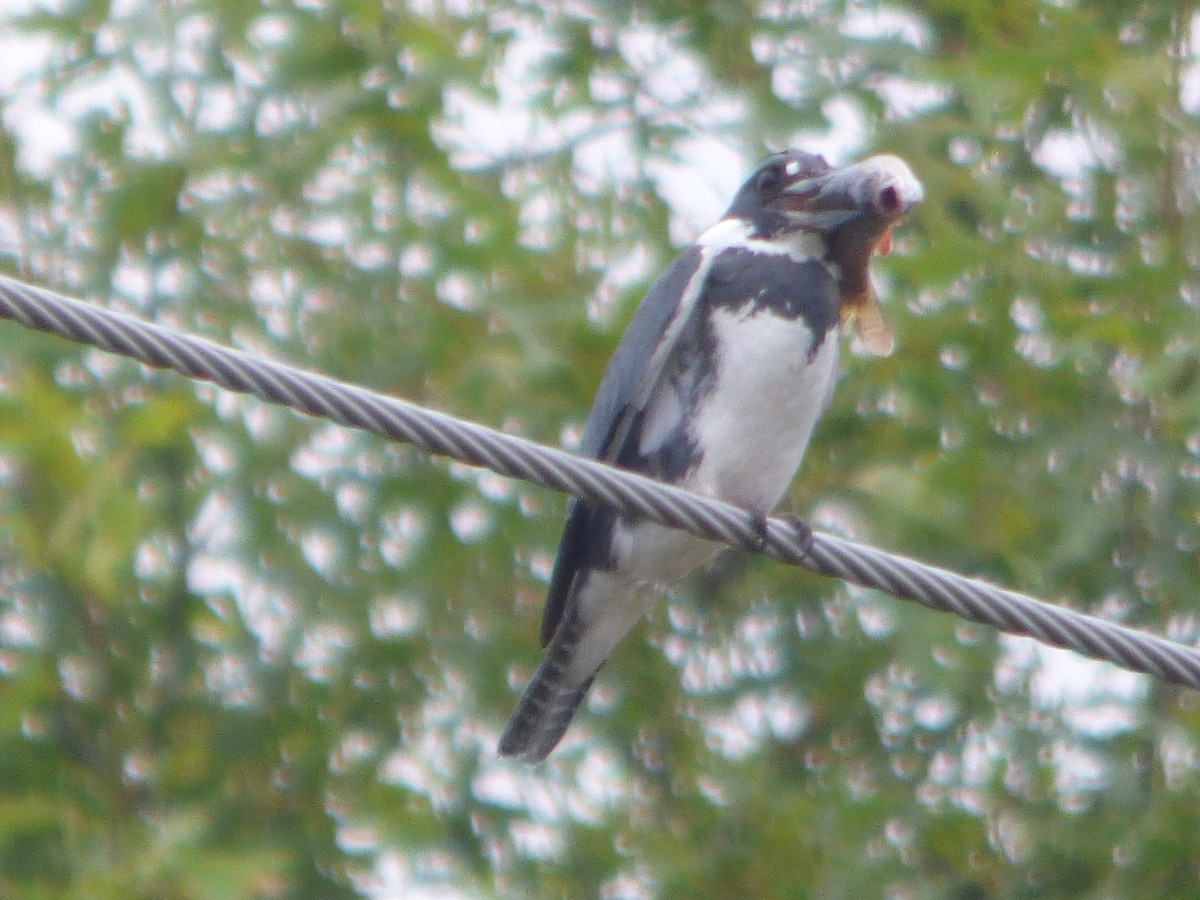 Belted Kingfisher - ML620731255