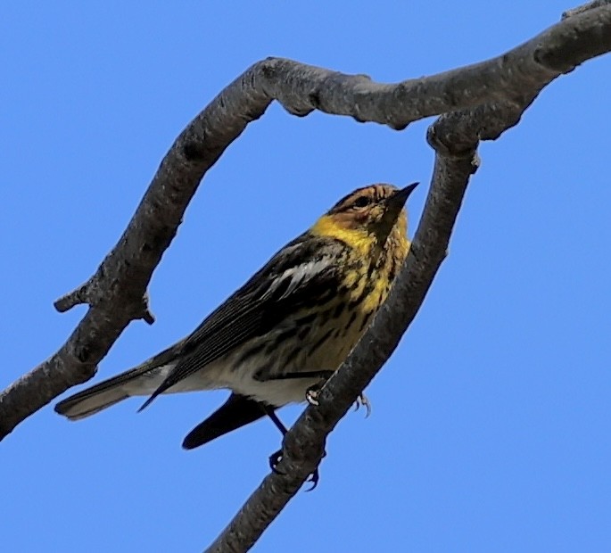 Cape May Warbler - ML620731256