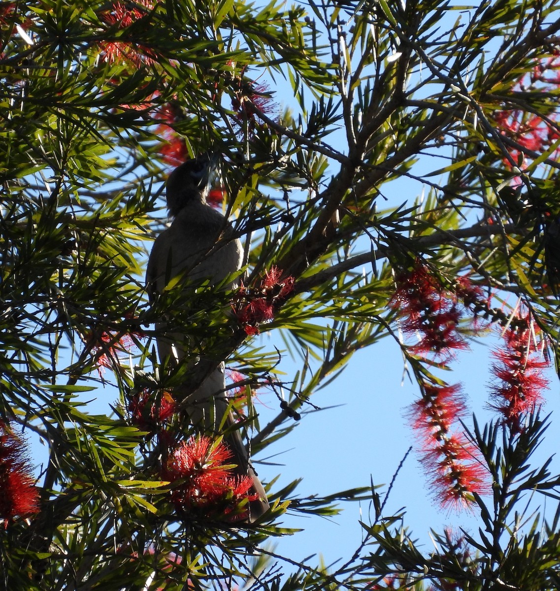 Little Friarbird - ML620731257