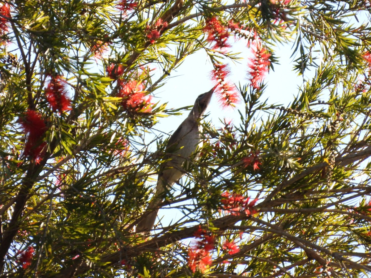 Little Friarbird - Mark Clarke