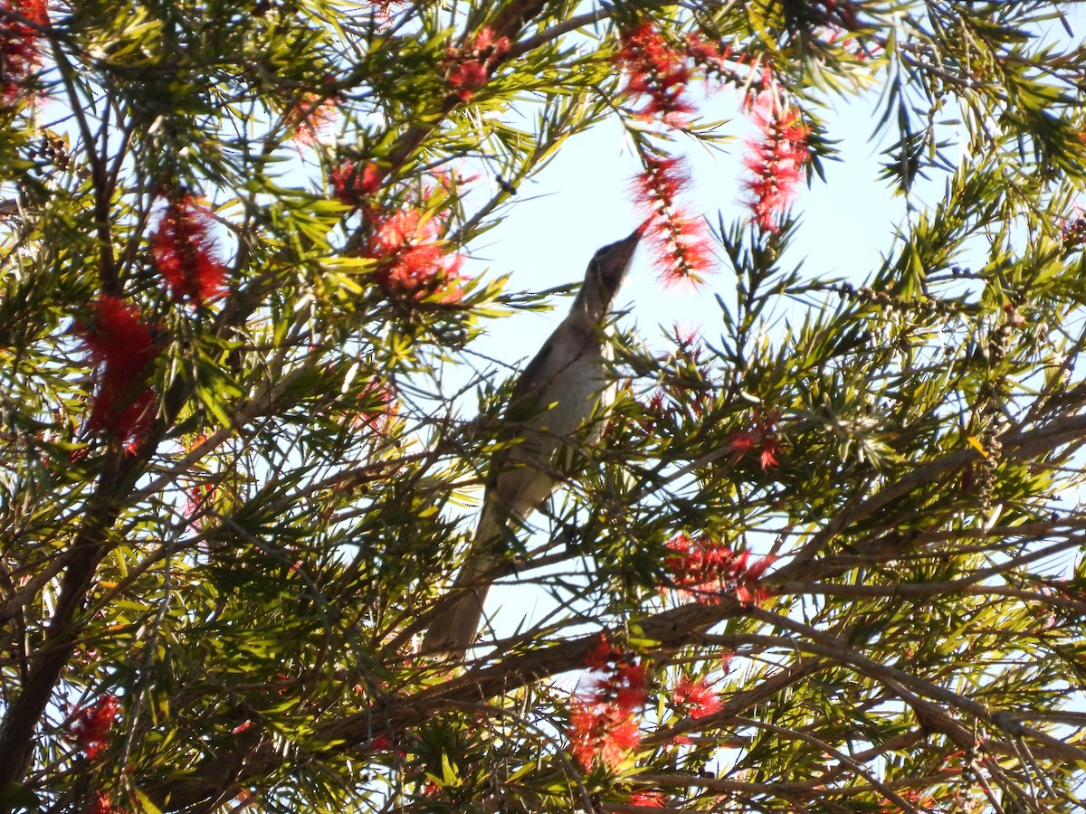 Filemón Goligualdo - ML620731259