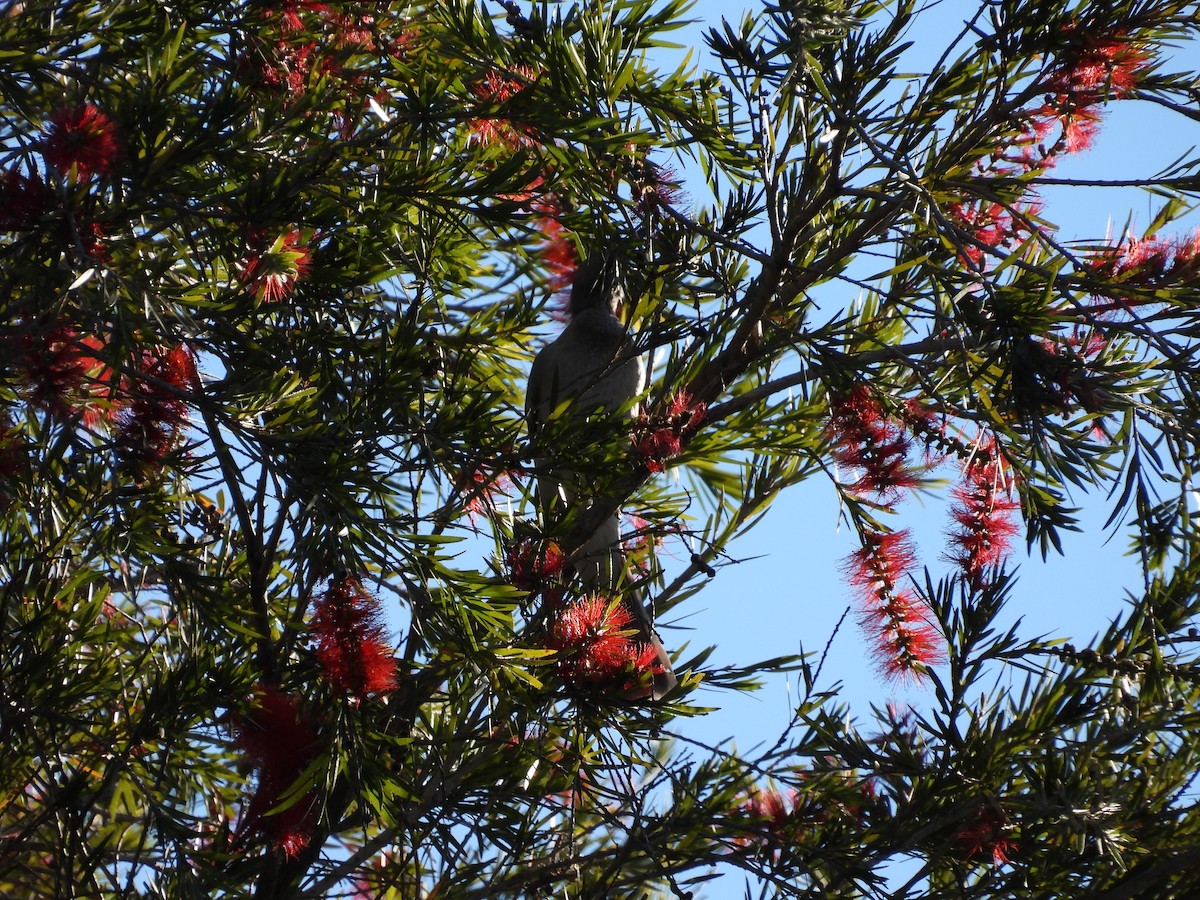 Filemón Goligualdo - ML620731260