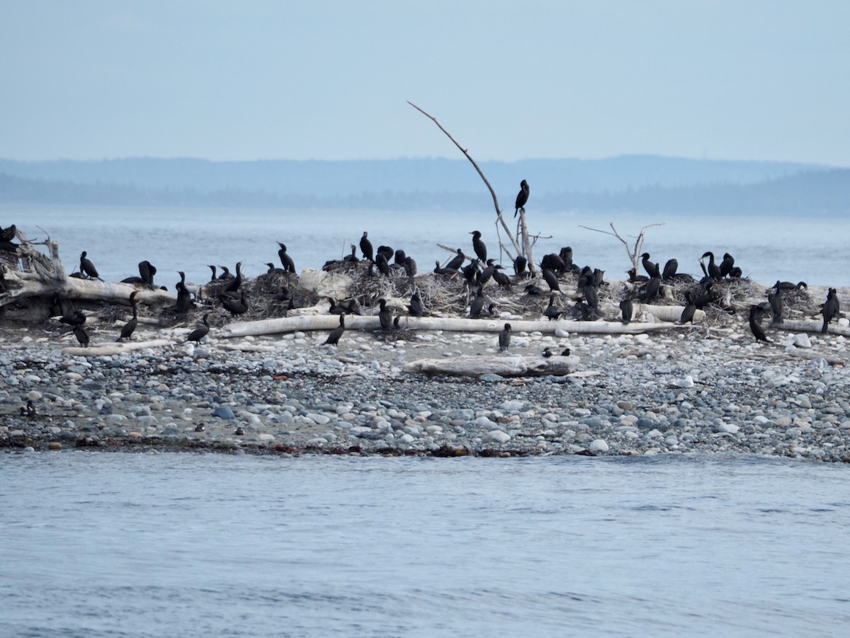 Brandt's Cormorant - ML620731263