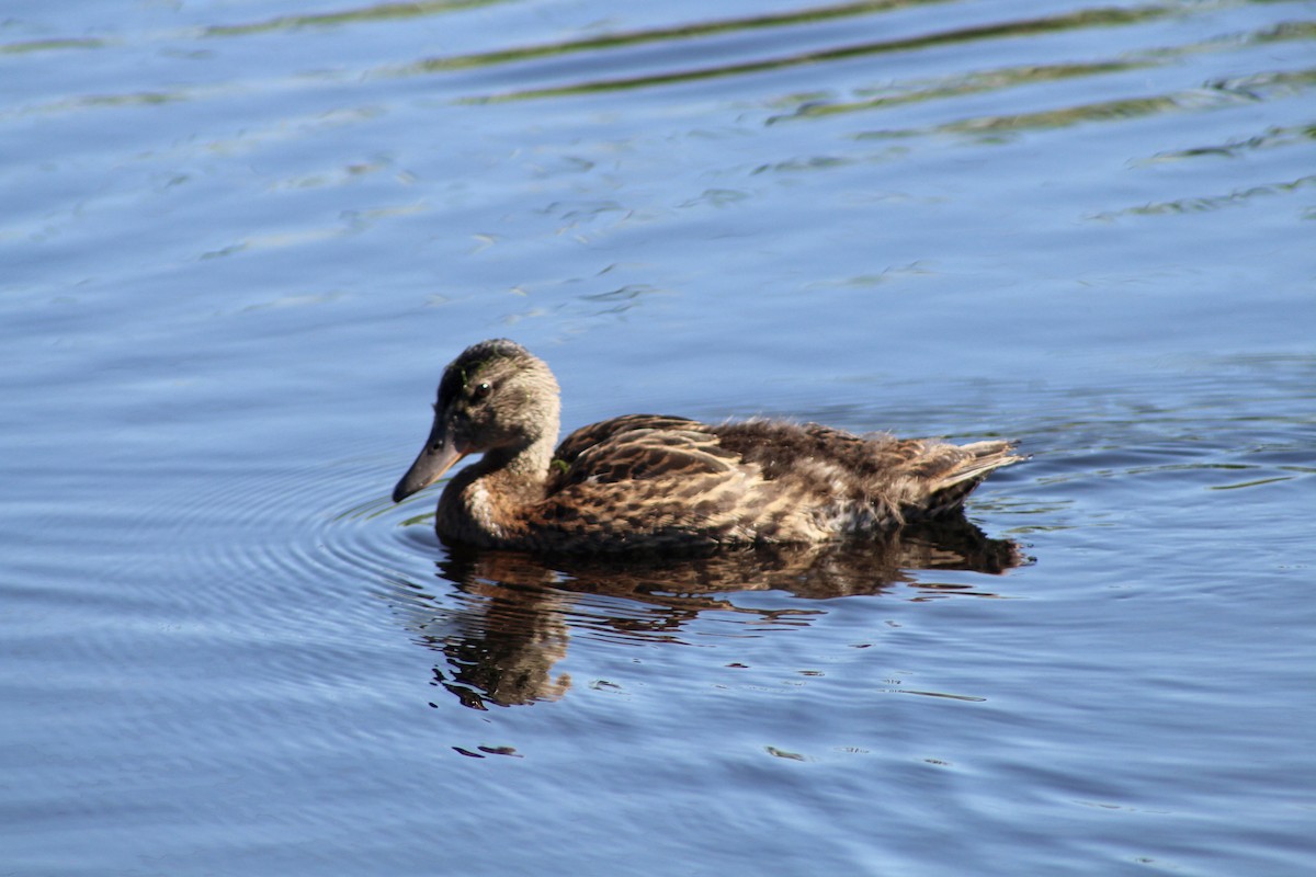 Mallard - Anne R.