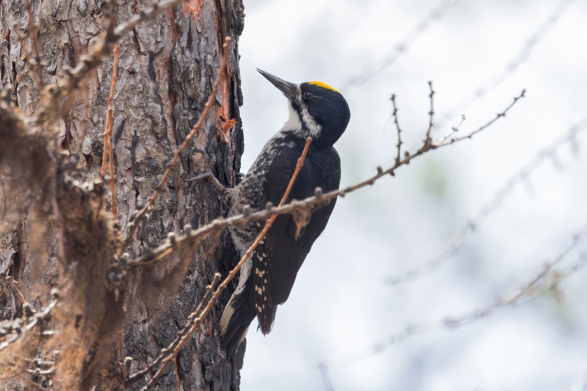 Black-backed Woodpecker - ML620731273