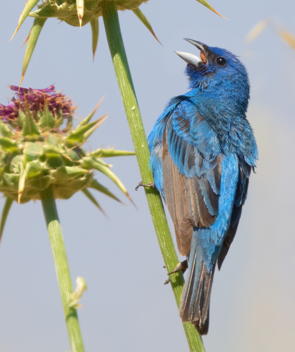 Passerin indigo - ML620731274