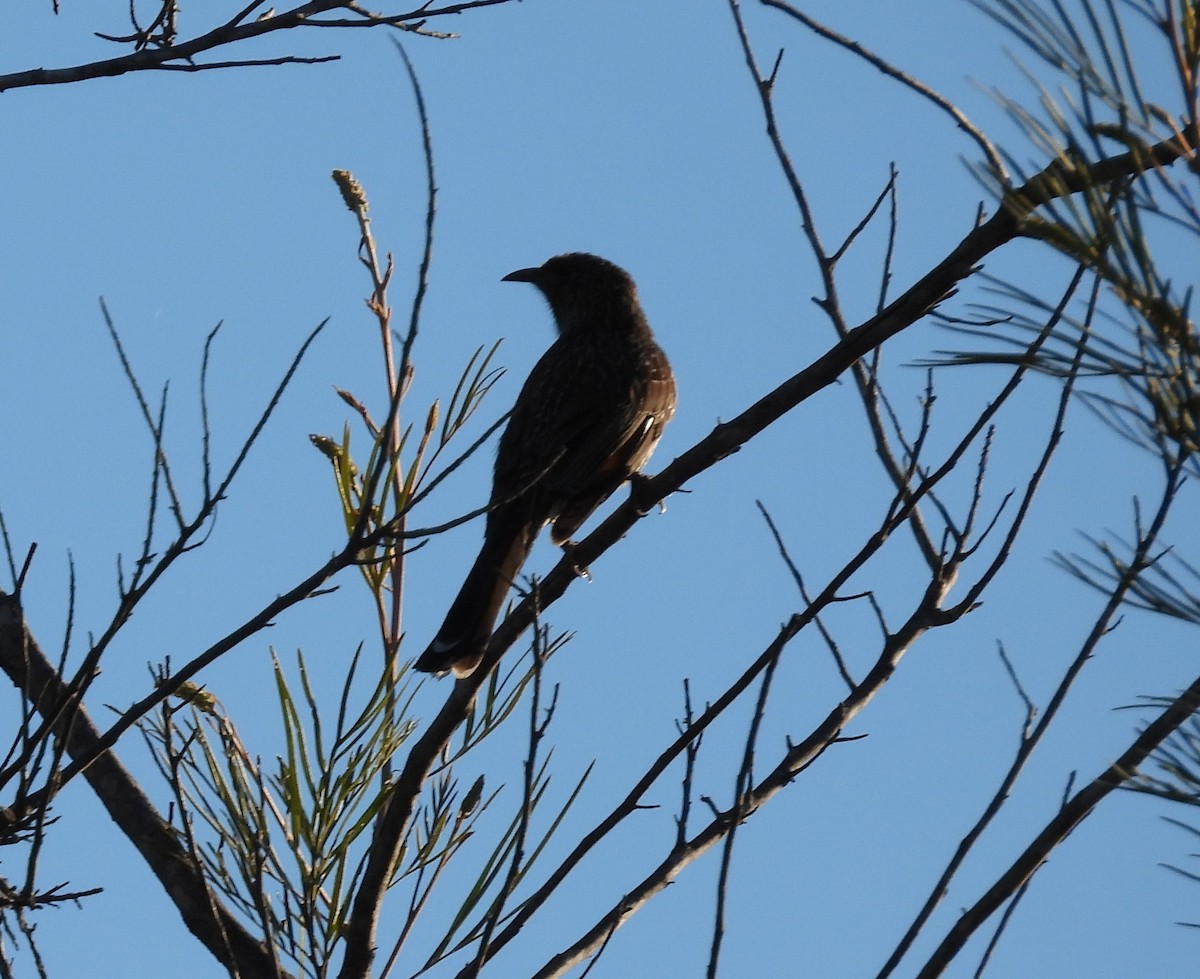 Little Wattlebird - ML620731276