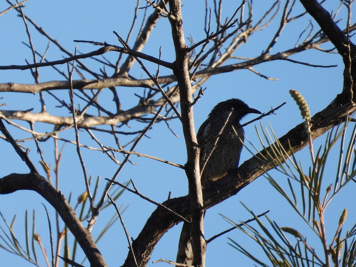 Little Wattlebird - ML620731277