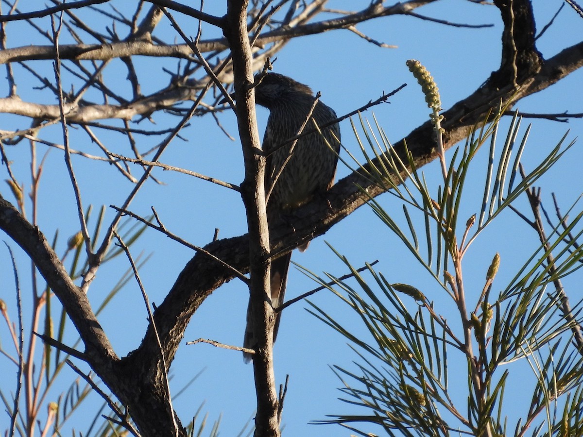 Little Wattlebird - ML620731278