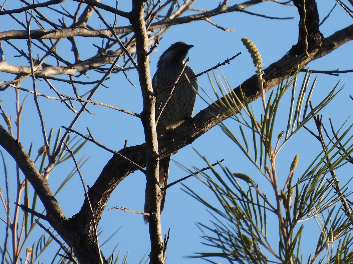 Little Wattlebird - ML620731279